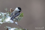 Chickadee - Black-capped Chickadee 06