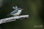 Nuthatches - Pygmy Nuthatch 01