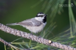 Chickadee - Mountain Chickadee 01