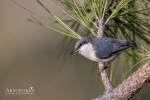 Nuthatches - Pygmy Nuthatch 02