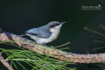 Nuthatches - Pygmy Nuthatch 03