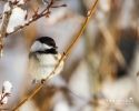 Chickadee - Black-capped Chickadee 08