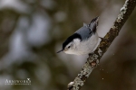 Nuthatches - White-breasted Nuthatch 06