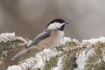 Chickadee - Black-capped Chickadee 09