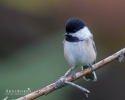 Chickadee - Black-capped Chickadee 10
