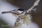 Chickadee - Black-capped Chickadee 11