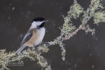 Chickadee - Black-capped Chickadee 12