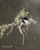Chickadee - Black-capped Chickadee 13