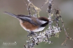 Chickadee - Boreal Chickadee 04