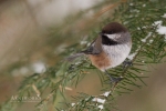 Chickadee - Boreal Chickadee 05