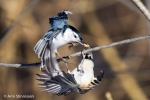 Nuthatches - White-breasted Nuthatch 07