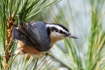 Nuthatches - Red-Breasted Nuthatch 05