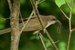 black-billed-cuckoo black-billed-cuckoo