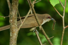 black-billed-cuckoo black-billed-cuckoo