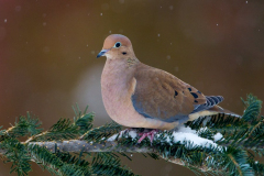 mourning-dove mourning-dove