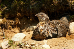 ruffed-grouse ruffed-grouse