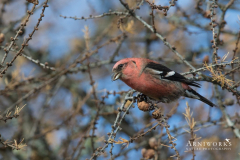 20161110-_G4O8166