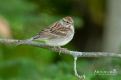 DX_8800