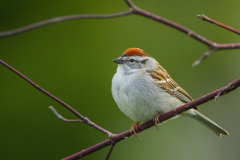 chip-sparrow