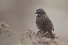 swamp-sparrow swamp-sparrow