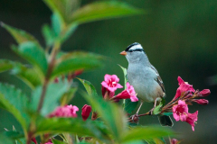 white-crowned-sparrow white-crowned-sparrow