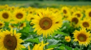 50A1116