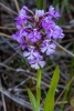 MG_3470