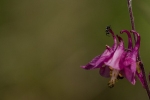 ant-on-columbine