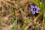 blue-eyed-grass
