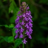 fringed-orchis