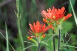 indian-paitbrush