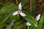 painted-trillium-2