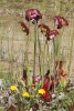 pitcher-plant