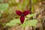 red-trillium