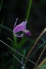 rose-pognia