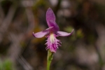 rose-pogonia