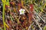 slender-leaved-sundew