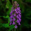 smaller-purple-fringed-orchis