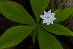 starflower
