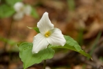 trillium
