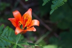 wood-lily-1