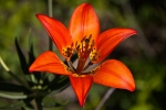 wood-lily