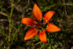 wood-lily2