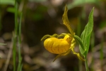 yellow-lady-slip