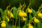 yellow-ladys-slipper-group