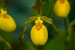 yellow-ladys-slipper