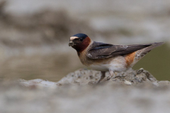 cave-swallow1 cave-swallow1