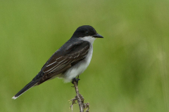 eastern-Kingbird eastern-Kingbird