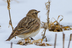 horned-lark horned-lark