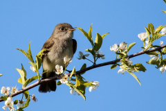 least-flycatcher-apple-blossums least-flycatcher-apple-blossums
